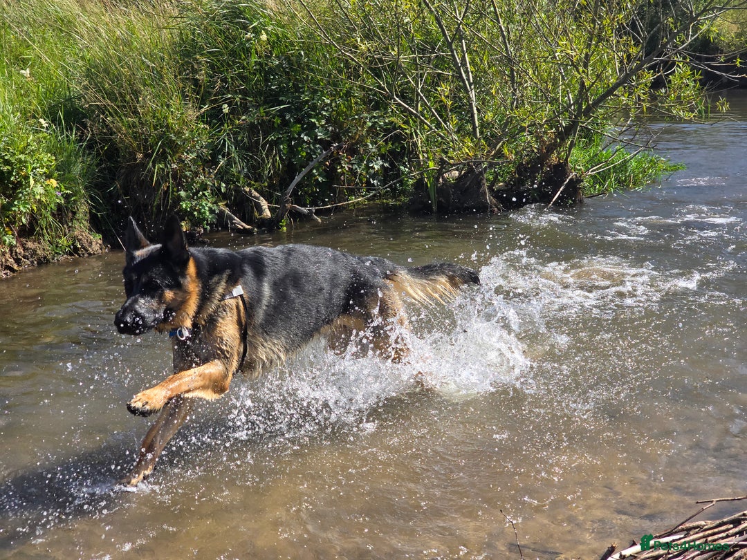 German Shepherd dogs for stud: German Shepherd for Stud - Image 3