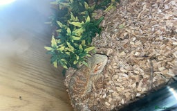 Bearded Dragon reptiles for sale: Bearded Dragon And Setup For Sale - Advert 6
