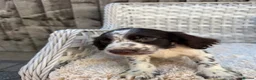Cocker Spaniel dogs for sale: Working cocker spaniels - Advert 19