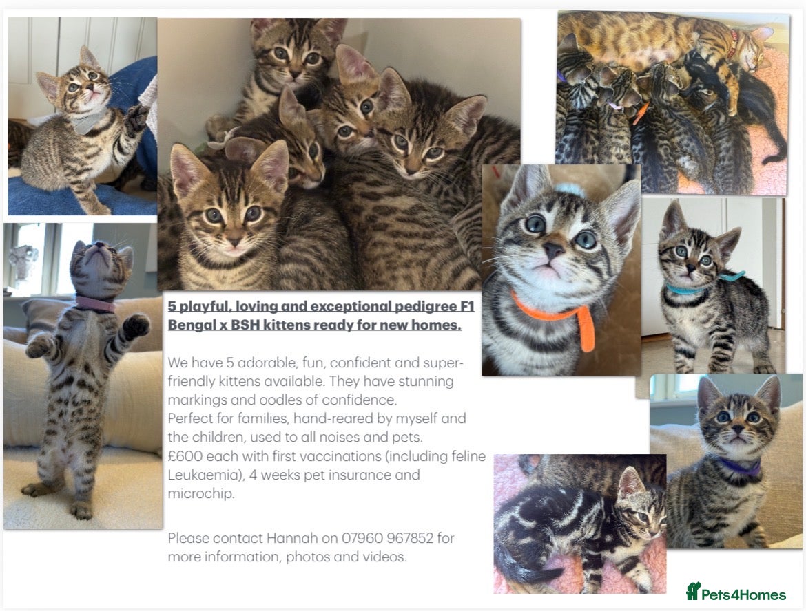 Bengal cats for sale: Playful, loving and exceptional pedigree kittens - Advert 1