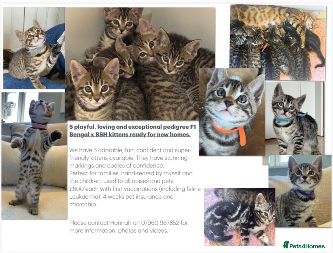 Bengal cats for sale: Playful, loving and exceptional pedigree kittens in Chipping Norton - Advert 1