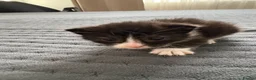 Domestic Shorthair cats for sale: domestic short hair kittens for sale  - Advert 15