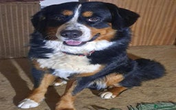 Mixed Breed dogs for sale: Rottwiller/Bernese Mountain dog puppies - Image 2