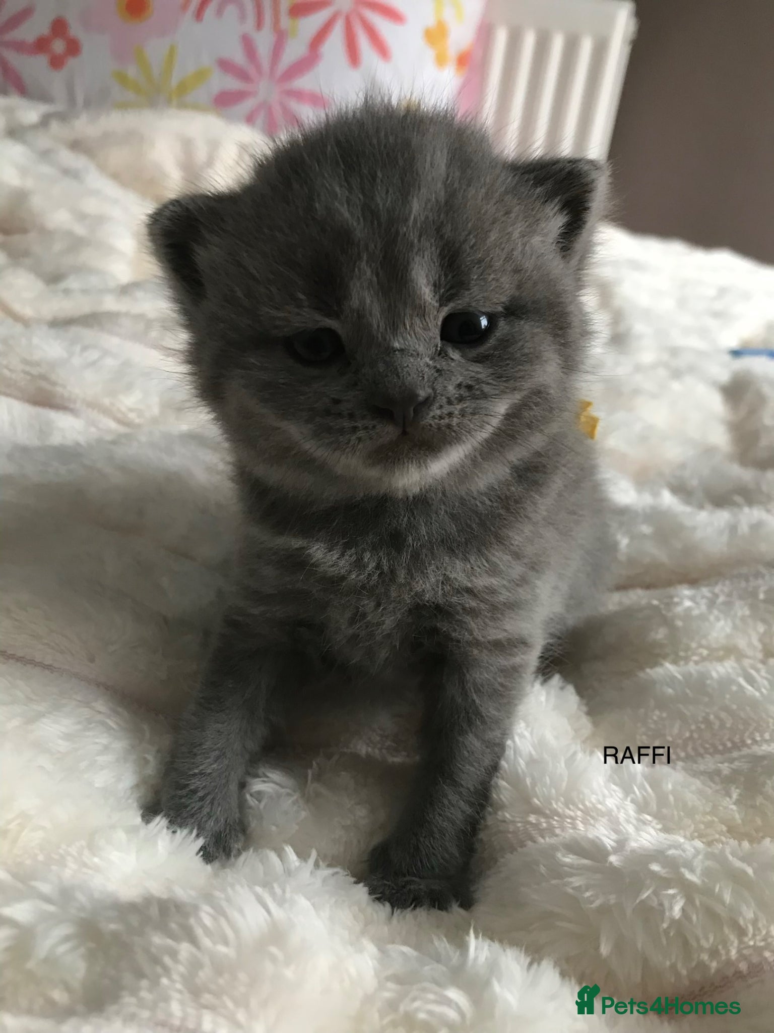 British Shorthair cats GCCF Blue and Bicolour Kittens  - Advert 3