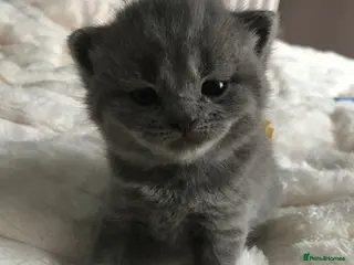 British Shorthair cats GCCF Blue and Bicolour Kittens - Advert 18