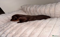 Miniature Dachshund dogs for sale: Miniature dachshund  - Image 8