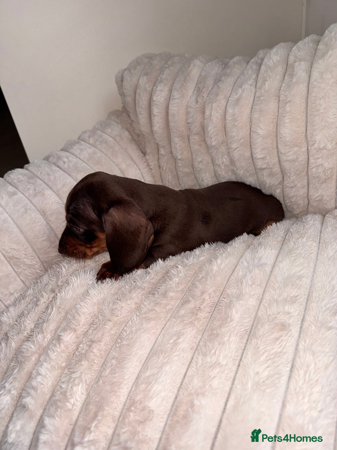 Miniature Dachshund dogs for sale: Miniature dachshund  - Image 8