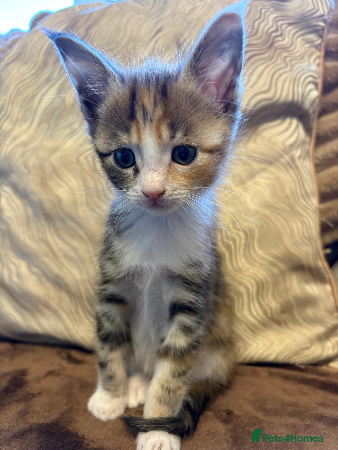 Maine Coon cats for sale: Maine coon x Scottish fold - Advert 12