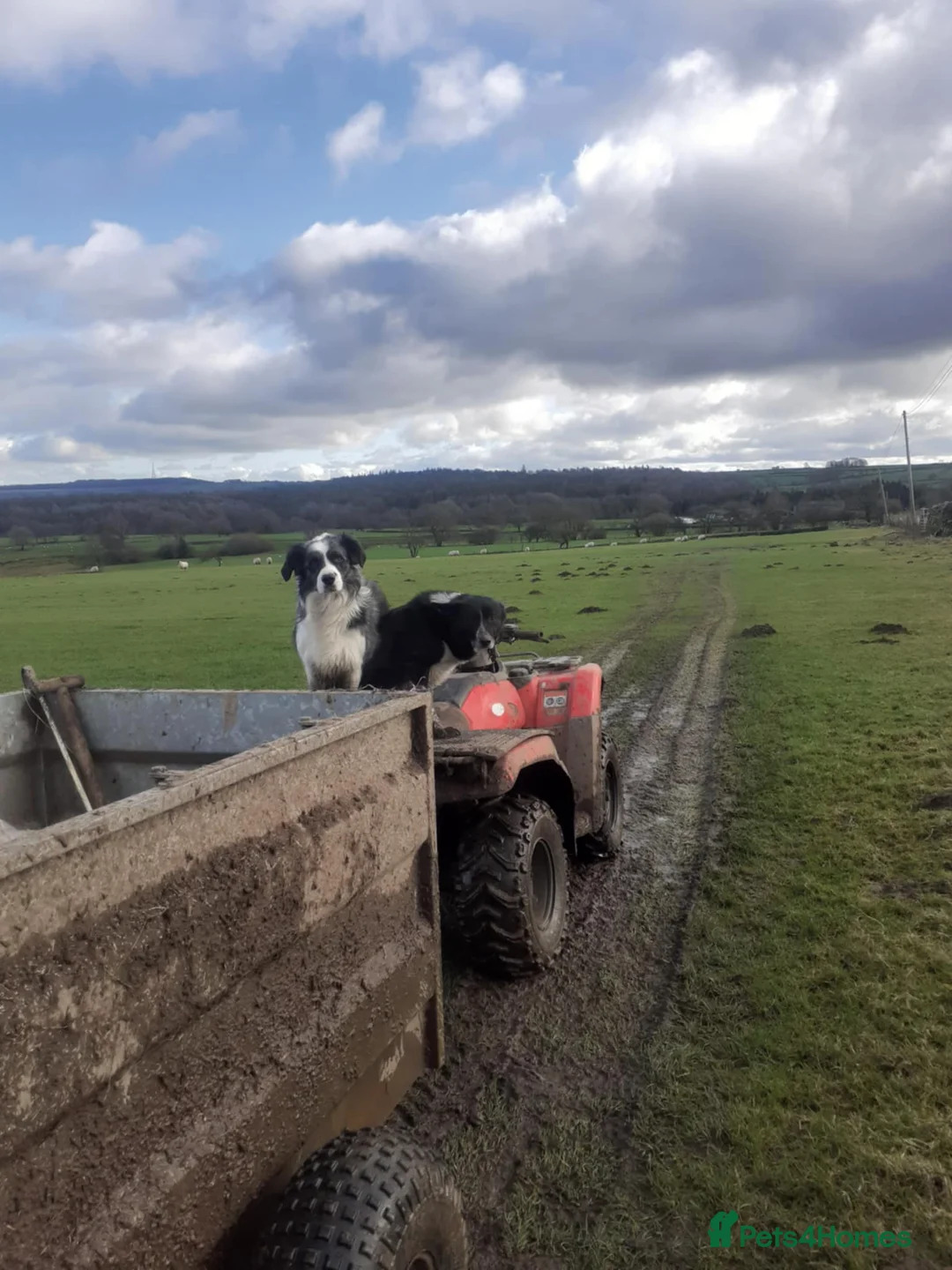 Border Collie dogs for stud: *proven* health tested working merle border collie in Leeds - Advert 4