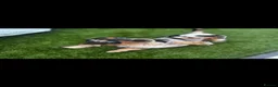 Miniature Dachshund dogs for sale: STUNNING MINIATURE DACHSHUNDS FOR SALE😍💕 - Advert 8