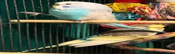 Budgerigars birds for sale: NON-FLYERS  Pair of Budgies – £40 for the pair - Advert 20