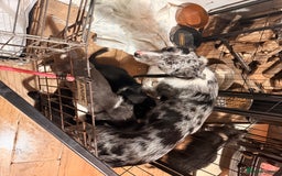 Border Collie dogs for sale: 8 week old border collie puppies  - Advert 7