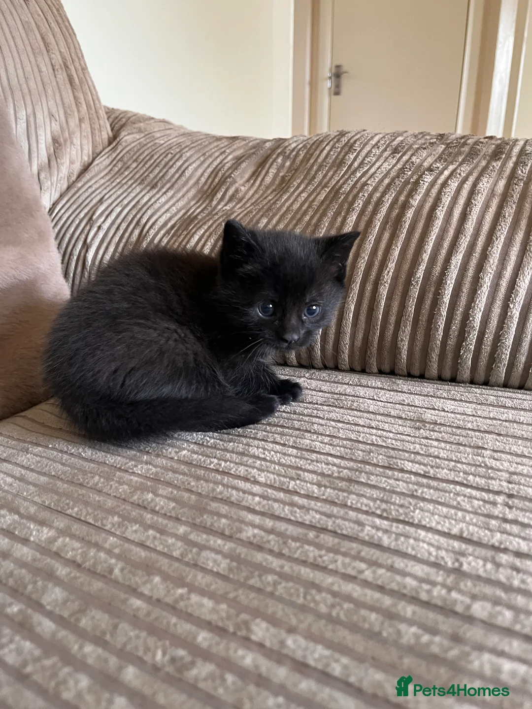 Mixed Breed cats for sale: Grey and black striped kittens For Sale - Advert 26