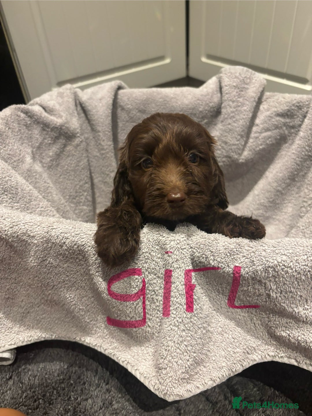 Cockapoo dogs for sale: Cockerpoo puppies - Image 1