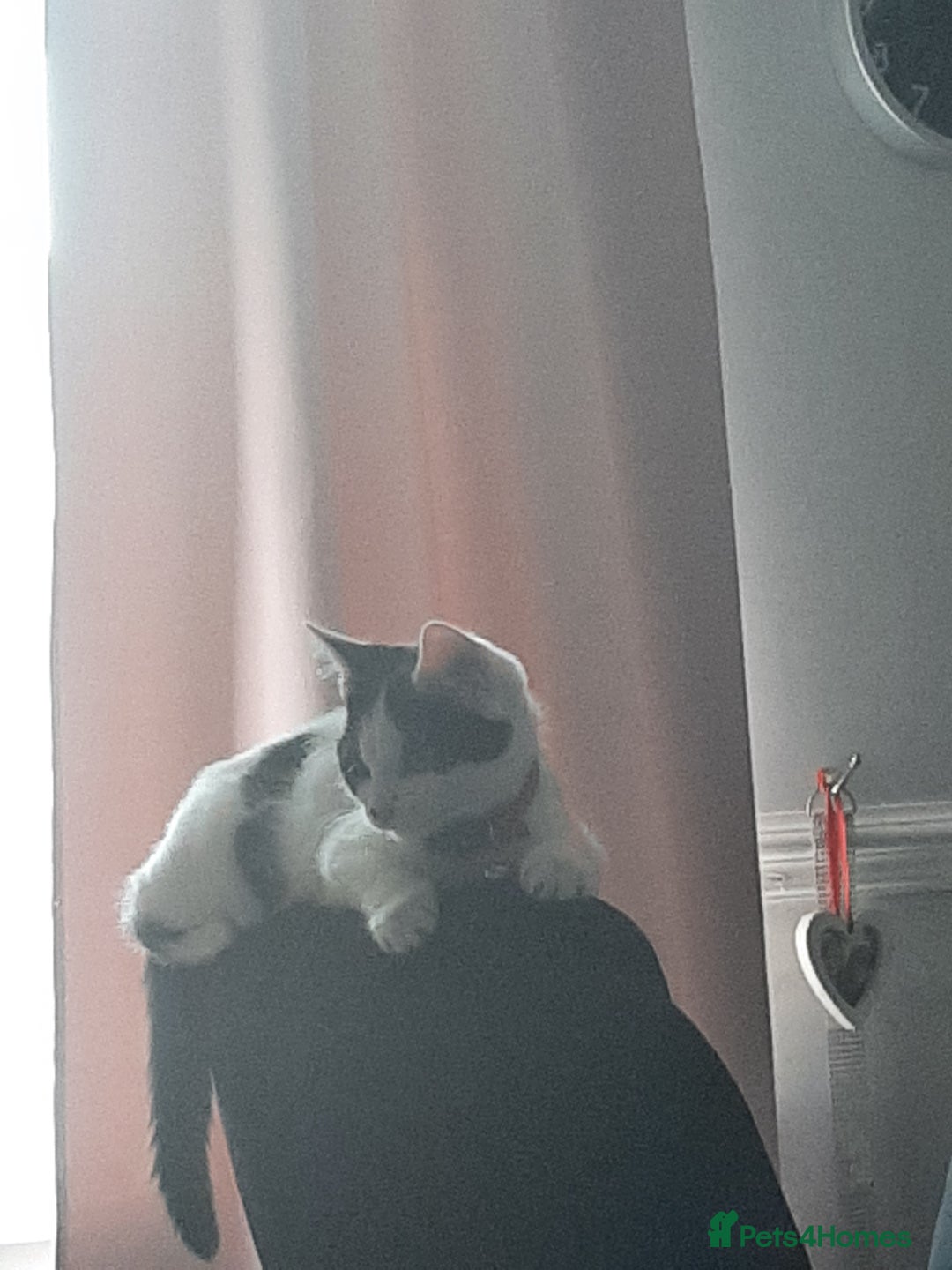 Russian Blue cats for sale: 2 kittens, very playful and loving - Advert 7