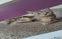 Scottish Fold cats for sale: Scottish fold/straight kittens  - Image 3