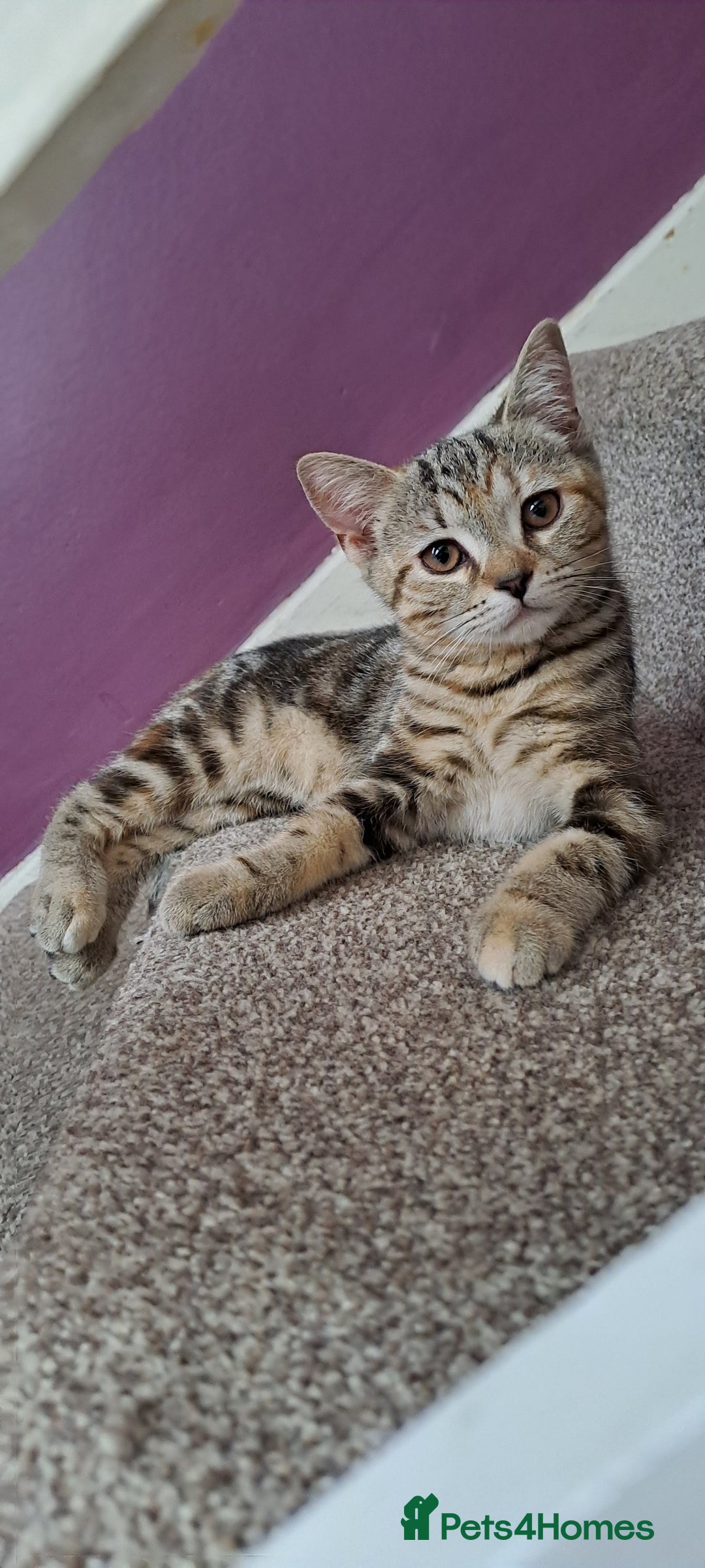 Scottish Fold cats for sale: Scottish fold/straight kittens  - Image 3