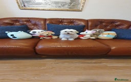 Havanese dogs for sale: Green boy - Extra mini Havanese x Maltese puppies - Image 2