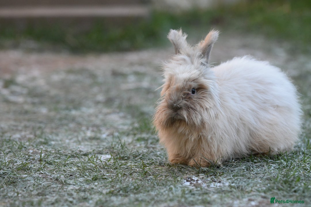 Angora rabbits for sale: French Imported Pedigree English Angoras - Advert 6