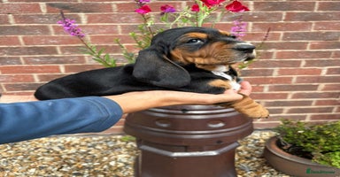 Mixed Breed dogs - Advert 14