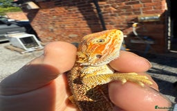 Dragon reptiles for sale: G Stripe, Dunner STUNNING loads of colour  - Image 4
