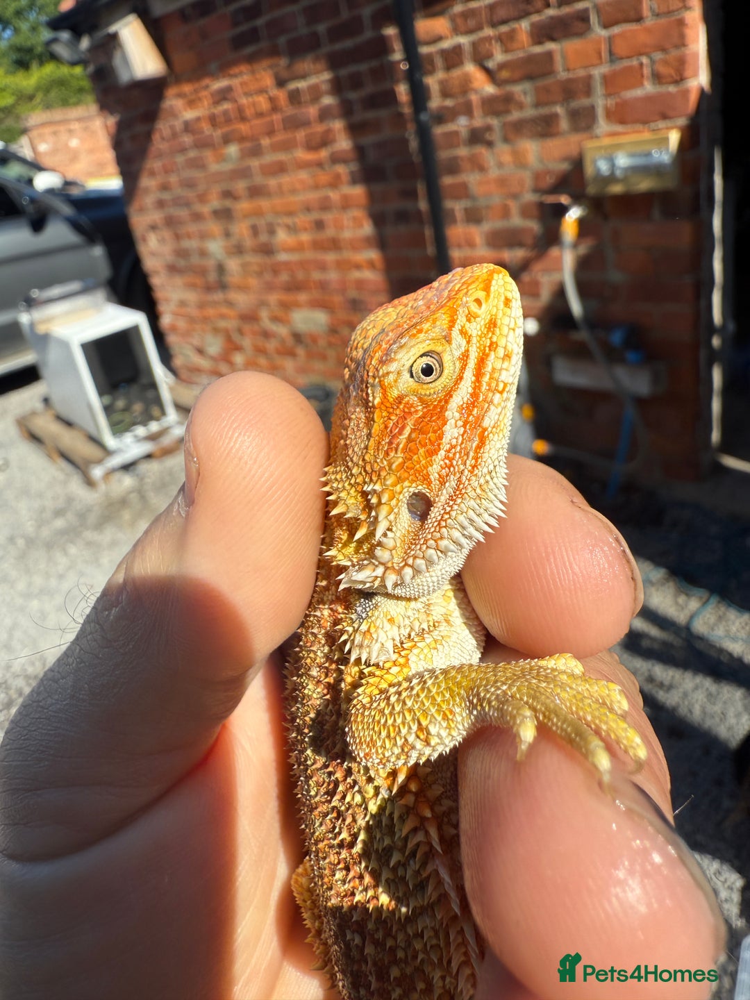 Dragon reptiles for sale: G Stripe, Dunner STUNNING loads of colour  - Image 4