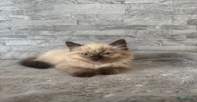 Ragdoll cats - Advert 6