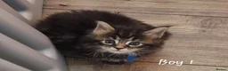 Maine Coon cats for sale: MAINECOON KITTENS  in Stockton-on-Tees - Advert 5