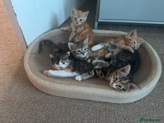 Mixed Breed cats 1 adorable kittens looking for a home - Advert 13