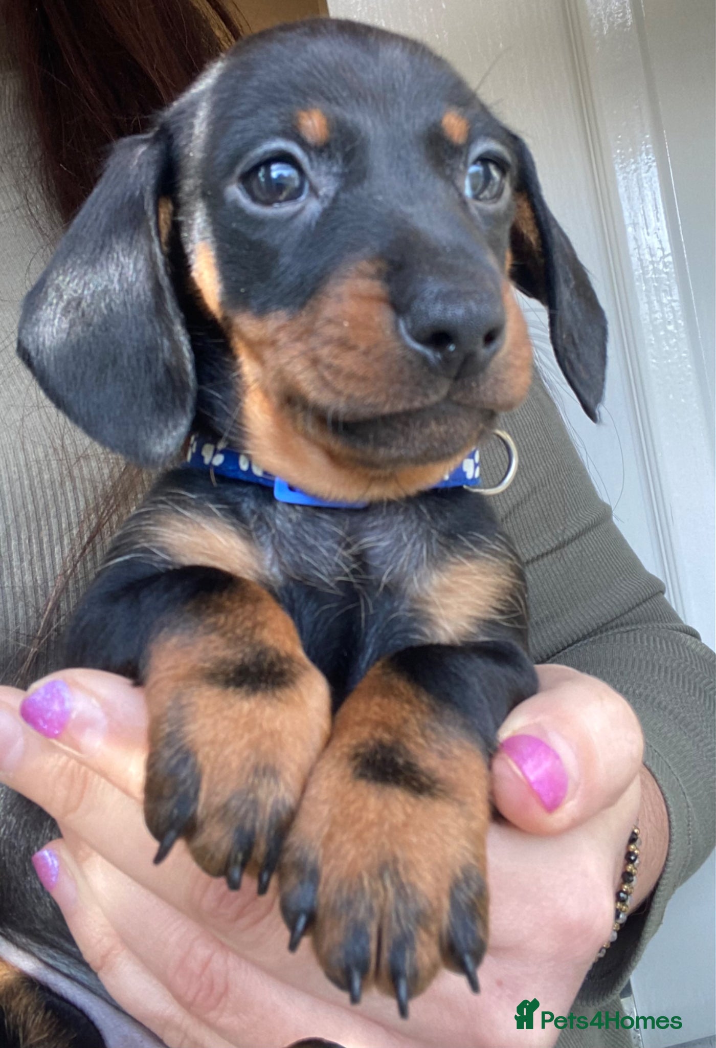 Miniature Dachshund dogs 🐶 READY TO GO TODAY 🐶 - Advert 17