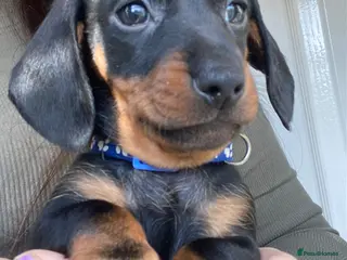 Miniature Dachshund dogs 🐶 READY TO GO TODAY 🐶 - Advert 17