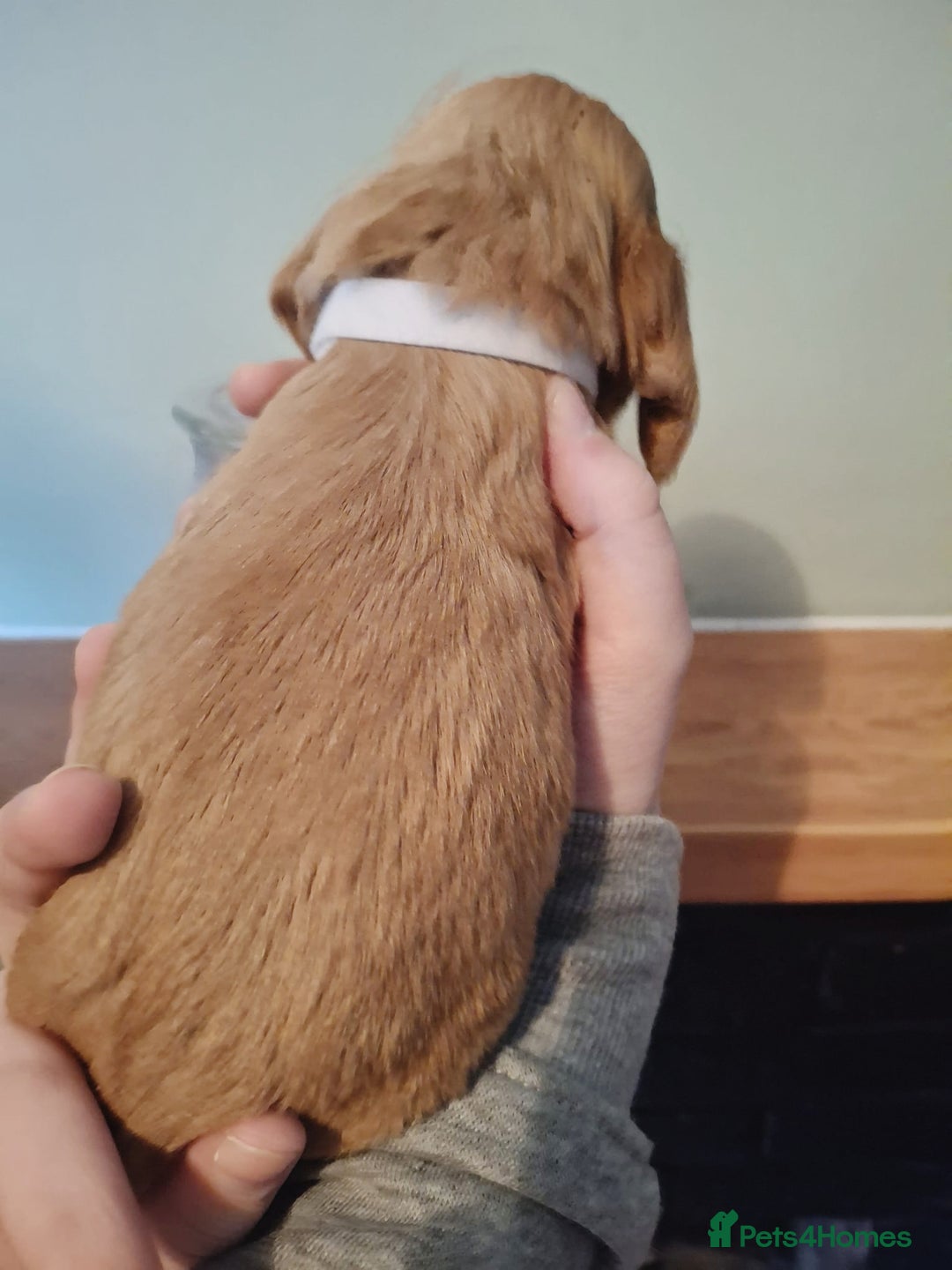 Cocker Spaniel dogs for sale: Stunning KC registered show cocker puppies - Advert 20