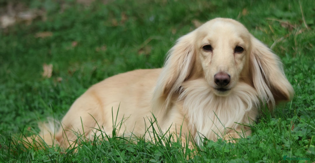 Miniature Dachshund dogs for stud: Long Haired Cream, no dilute, Pra Clear, Kc Regg - Image 13