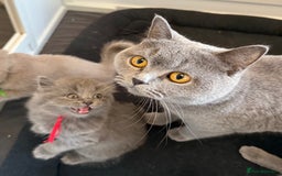 British Shorthair cats for sale: Beautiful British short haired /British long hair  - Image 8