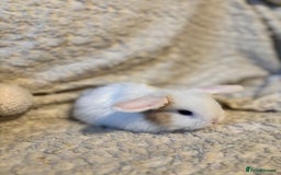 Mini Lop rabbits for sale: Mini lop babies 🫶🏻 ready to reserve ✨ - Image 18