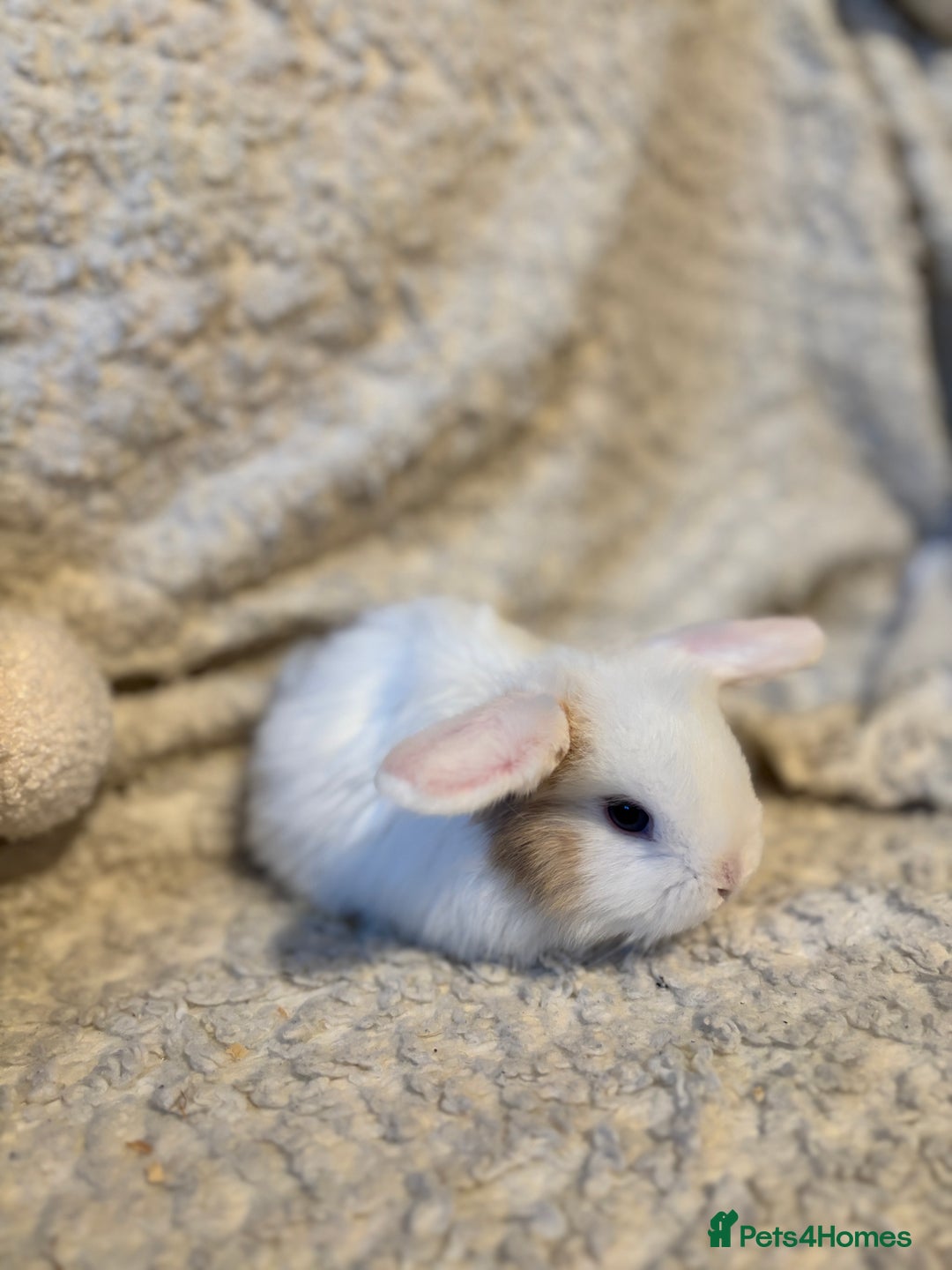 Mini Lop rabbits for sale: Mini lop babies 🫶🏻 ready to reserve ✨ - Image 18