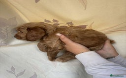 Mixed Breed dogs for sale: Bedlington terrier poodle mixed with a cockerpoo - Image 6
