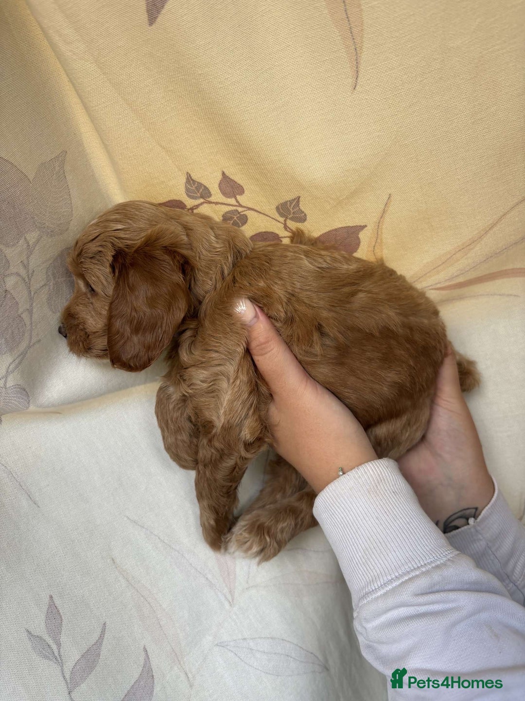 Mixed Breed dogs for sale: Bedlington terrier poodle mixed with a cockerpoo - Image 6
