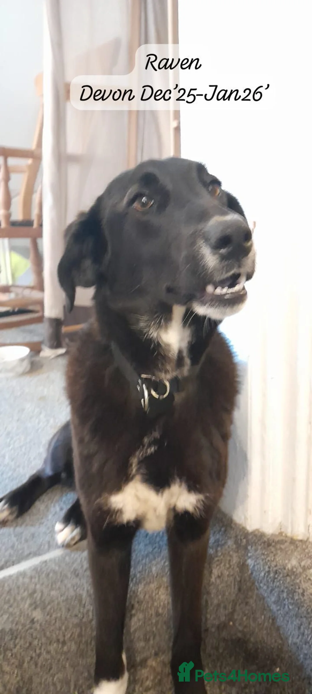 Mixed Breed dogs for adoption: Raven, 1.5 yrs approx. Is ADOPTED - Advert 24