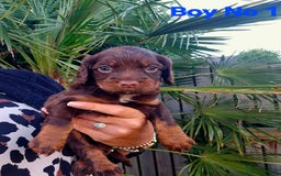 Cocker Spaniel dogs for sale: Cocker Spaniels - Image 1