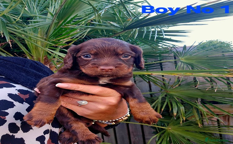 Cocker Spaniel dogs - Advert 4