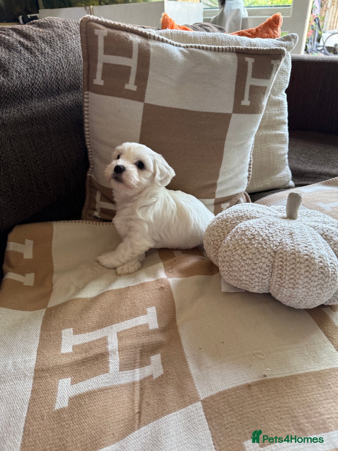 Maltipoo dogs for sale: Beautiful fluffy puppys - Image 2