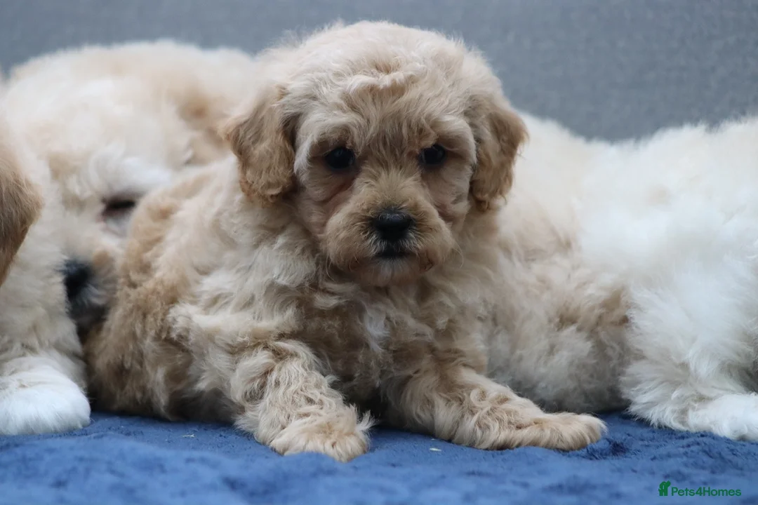 Cavapoochon dogs for sale: Cavapochon puppies for sale - Advert 18