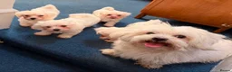 Maltese dogs for sale: Beautiful Maltese Puppy Lola – £750 🐾 - Advert 7