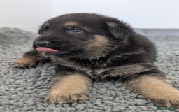 German Shepherd dogs for sale: KC Health Tested Pups From Champion Lines 🏆 - Image 12