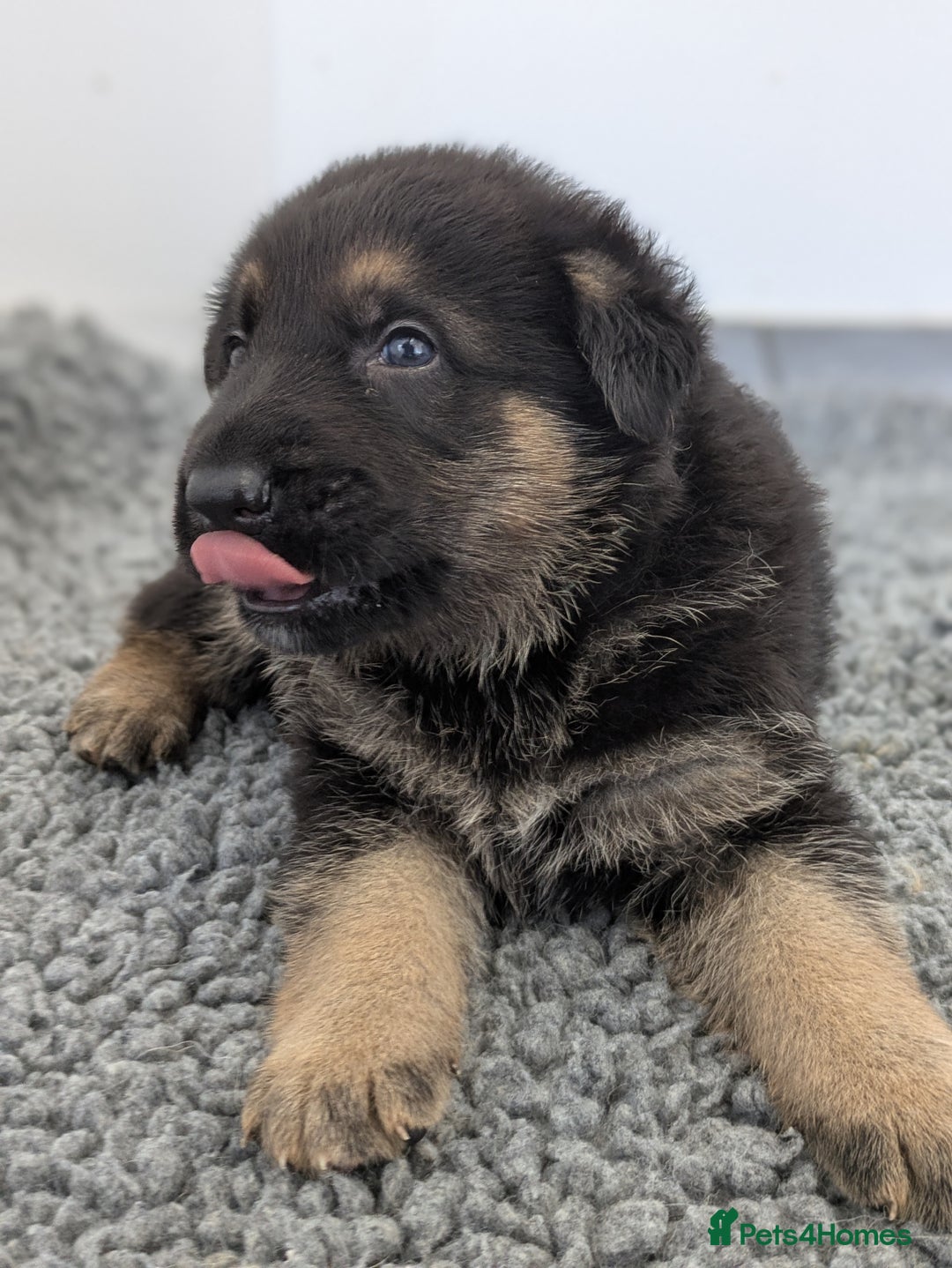 German Shepherd dogs for sale: KC Health Tested Pups From Champion Lines 🏆 - Image 12