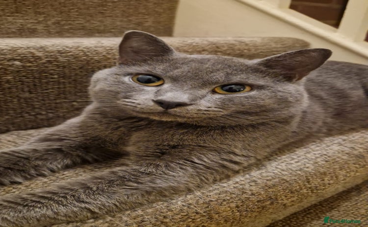 British Shorthair cats - Advert 12