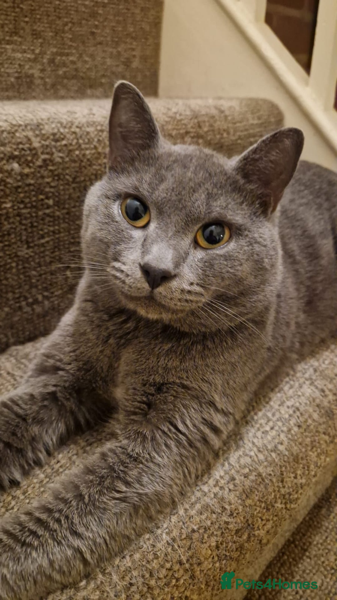 British Shorthair cats for sale: Blue British Shorthair - Nervous boy - Image 1
