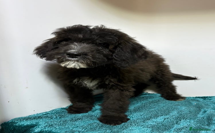 Mixed Breed dogs - Advert 1