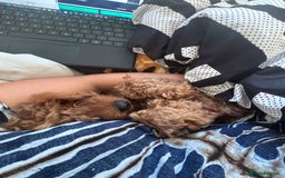 Mixed Breed dogs for sale: Puppies looking for a loving family  - Image 32